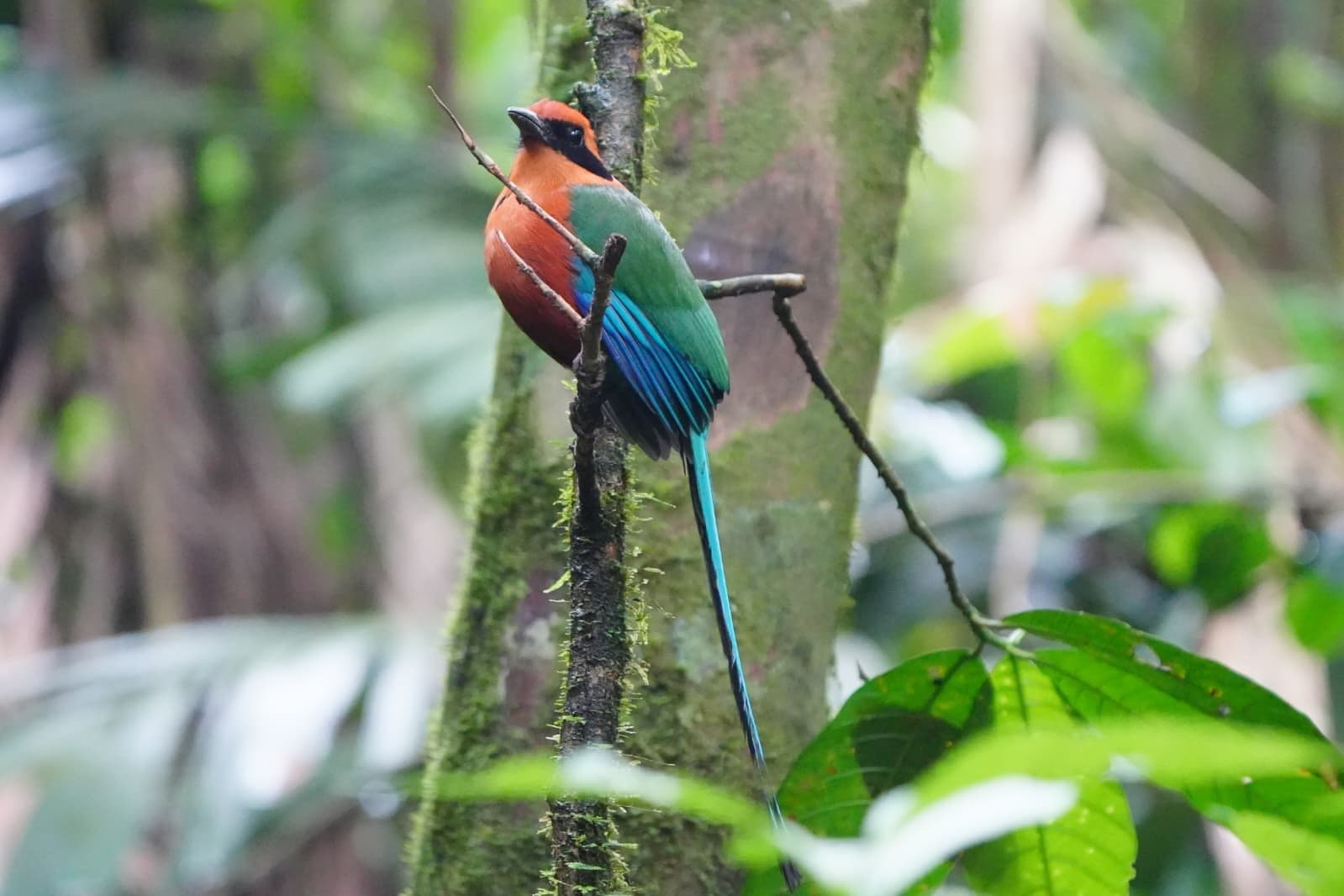 The Patient Hour — Arenal · Northern Lowlands