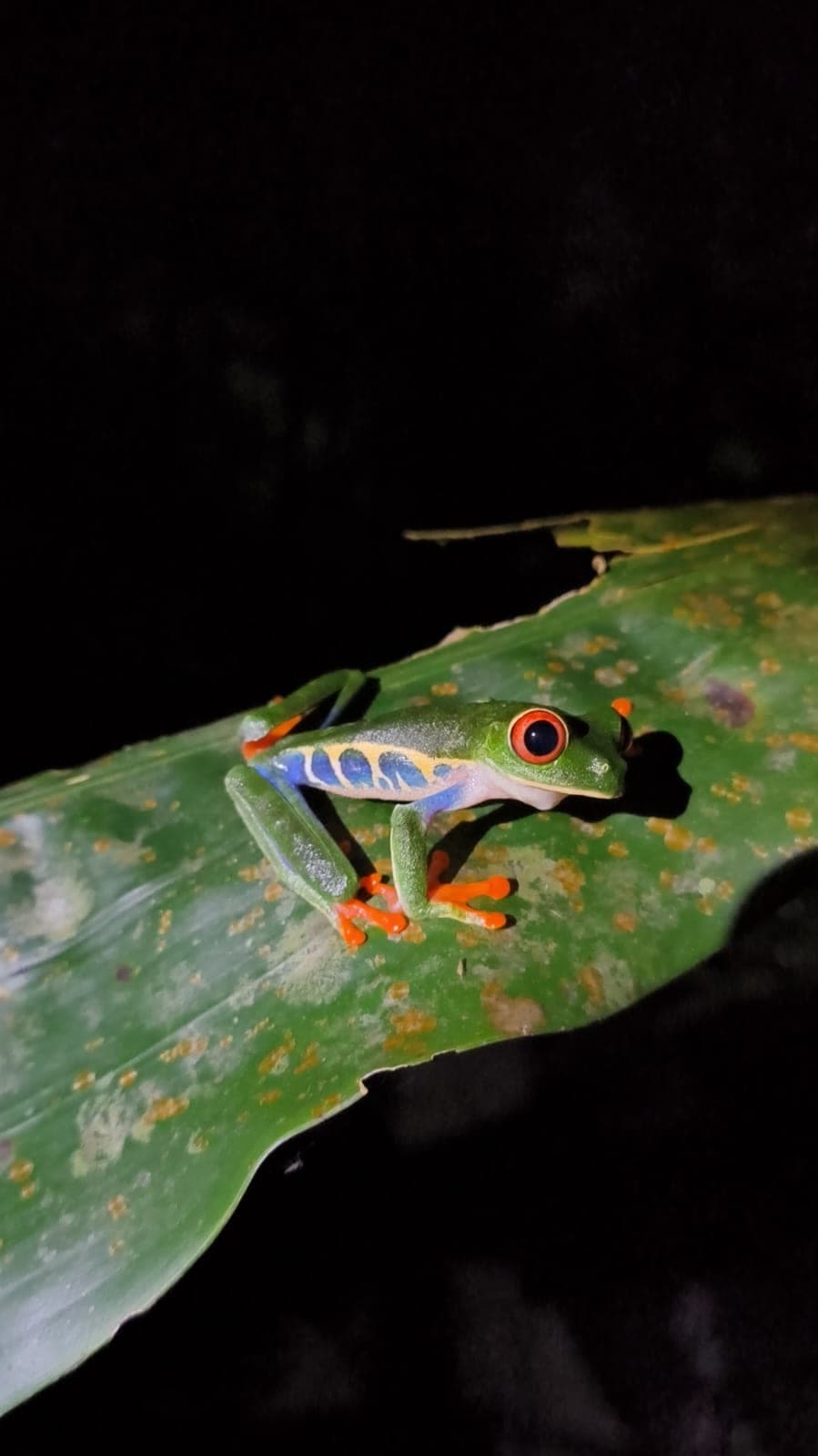 After Dark — Arenal · Northern Lowlands